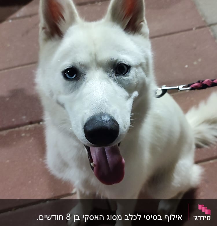 כלב עם רצועה יושב על רצפה מרוצפת